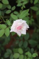 Nahaufnahme kleine Rose namens Damaszener Rose, Farbe alte Rose, zeigt Blütenblätter und Blumenschichten, natürliches Licht foto