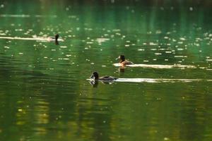 Wildenten auf dem See in der Nähe der Donau in Deutschland. Blick durch das Gras foto