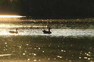 die Wildgänse treiben abends im See, während sich das goldene Licht in der wunderschönen Wasseroberfläche spiegelt. foto