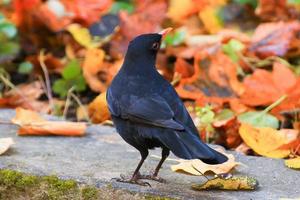 eine Amsel, die auf dem Boden nach Nahrung sucht foto