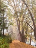 Herbstlandschaft in der Nähe der Donau, Stadt Regensburg, Europa. an einem nebligen Tag durch den Wald gehen. foto