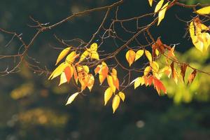 schöne Herbstlandschaft mit buntem Laub im Park. foto