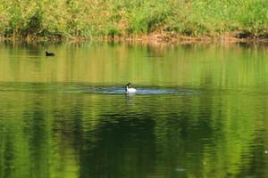 Wildenten auf dem See in der Nähe der Donau in Deutschland foto