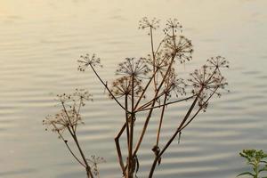 Gras und Blätter Silhouette bei Sonnenuntergang in der Nähe des Flusses foto