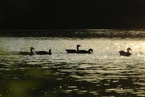 die Wildgänse treiben abends im See, während sich das goldene Licht in der wunderschönen Wasseroberfläche spiegelt. foto