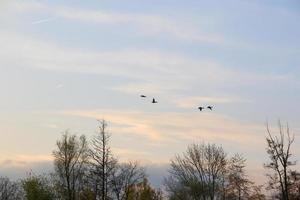 Fliegende Enten vor einer Abendlandschaft foto