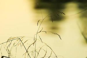 Gras und Blätter Silhouette bei Sonnenuntergang in der Nähe des Flusses foto