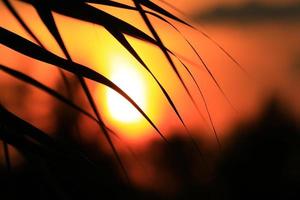 Gras und Blätter Silhouette bei Sonnenuntergang in der Nähe des Flusses foto