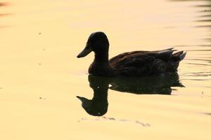 die Wildgänse treiben abends im See, während sich das goldene Licht in der wunderschönen Wasseroberfläche spiegelt. foto