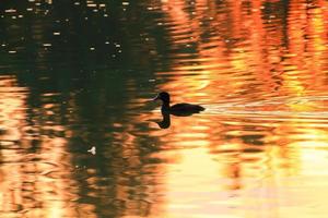die Wildgänse treiben abends im See, während sich das goldene Licht in der wunderschönen Wasseroberfläche spiegelt. foto