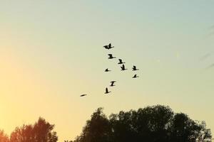 Herde von Wildgänsen Silhouette auf einem Sonnenuntergangshimmel foto