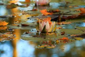 malerische Blätter von Seerosen und bunte Ahornblätter auf dem Wasser im Teich, Herbstsaison, Herbsthintergrund foto