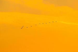 vögel, die in den sonnenuntergangshimmel fliegen foto