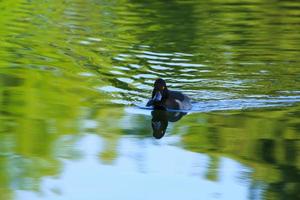 Wildenten auf dem See in der Nähe der Donau in Deutschland foto