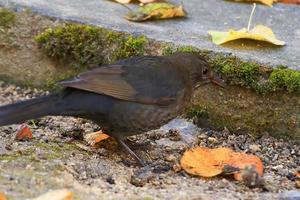 eine Amsel, die auf dem Boden nach Nahrung sucht foto