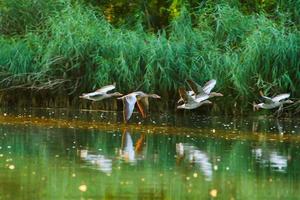 wildgans, das nahe dem donauwasserstrom enthäutet foto