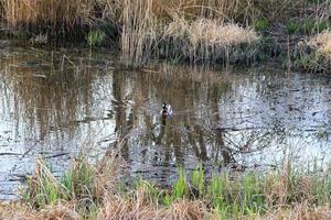 Wildente, die im Herbst in einem Sumpf auf dem Wasser schwimmt foto