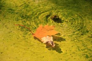 oktober herbst ahornblatt schwimmt auf dem wasser foto