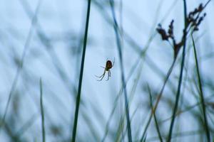 Spinnensilhouette im Gras auf blauem Hintergrund foto