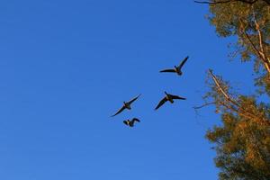 wildgans, das nahe dem donauwasserstrom enthäutet foto