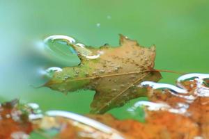 oktober herbst ahornblatt schwimmt auf dem wasser foto