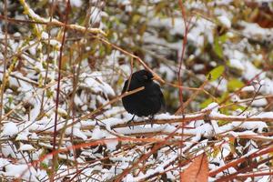 Amsel sitzt im Winter auf einem Ast foto