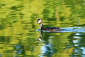Haubentauchervogel, der auf der Donau schwimmt foto