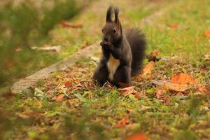 europäisches rotes eichhörnchen, das nüsse im park isst foto