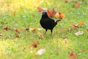 eine Amsel, die auf dem Boden nach Nahrung sucht foto