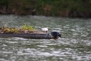 eine möwe, die fisch auf der donau isst foto