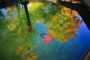 oktober herbst ahornblatt schwimmt auf dem wasser foto