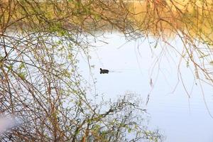 Porträt eines Blässhühners, der auf der Donau schwimmt foto