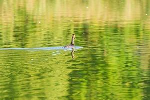 Haubentauchervogel, der auf der Donau schwimmt foto