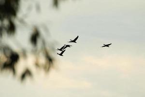 wildgans, das nahe dem donauwasserstrom enthäutet foto