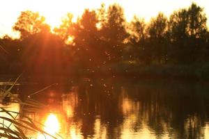 Donaulandschaft und Vegetation bei Sonnenuntergang zur goldenen Stunde foto