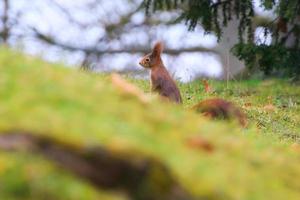 neugieriges eurasisches rotes eichhörnchen sciurus vulgaris im park auf der suche nach nahrung auf dem boden foto