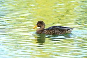 Wildenten auf dem See in der Nähe der Donau in Deutschland foto