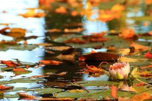 malerische Blätter von Seerosen und bunte Ahornblätter auf dem Wasser im Teich, Herbstsaison, Herbsthintergrund foto