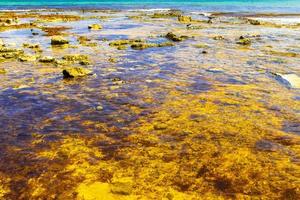 Steine, Felsen, Korallen, Algen, Türkis, buntes Wasser am Strand von Mexiko. foto