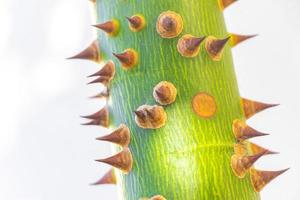 junger grüner schöner kapokbaum ceiba-baum mit spitzen mexiko. foto