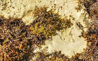 wunderschöner karibikstrand total dreckig dreckig dreckig algenproblem mexiko. foto