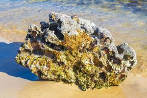 steine felsen korallen mit seeigel blaues wasser strand mexiko. foto