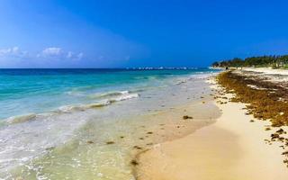 tropisch karibischer strand wasser algen sargazo playa del carmen mexiko. foto