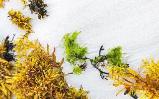 frische algen sargazo strand punta esmeralda playa del carmen mexiko. foto