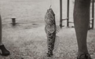 gefangener gelber Fisch und hängend an einer Angelrute Kroatien. foto