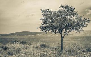 novi vinodolski seascape bergblick hinter einem baum in kroatien. foto