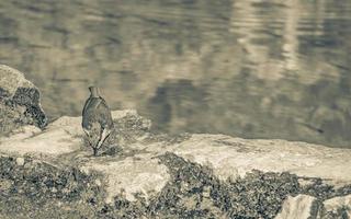 Nationalpark Plitvicer Seen Kroatien Vogel und klares türkisfarbenes Wasser. foto