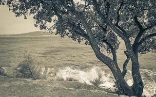 schöne mediterrane landschaft in novi vinodolski kroatien hinter einem baum. foto