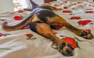 russisches toy terrier hundeporträt während müde schläft lustiges mexiko. foto