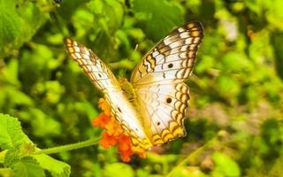 tropischer schmetterling auf blumenpflanze in wald und natur mexiko. foto